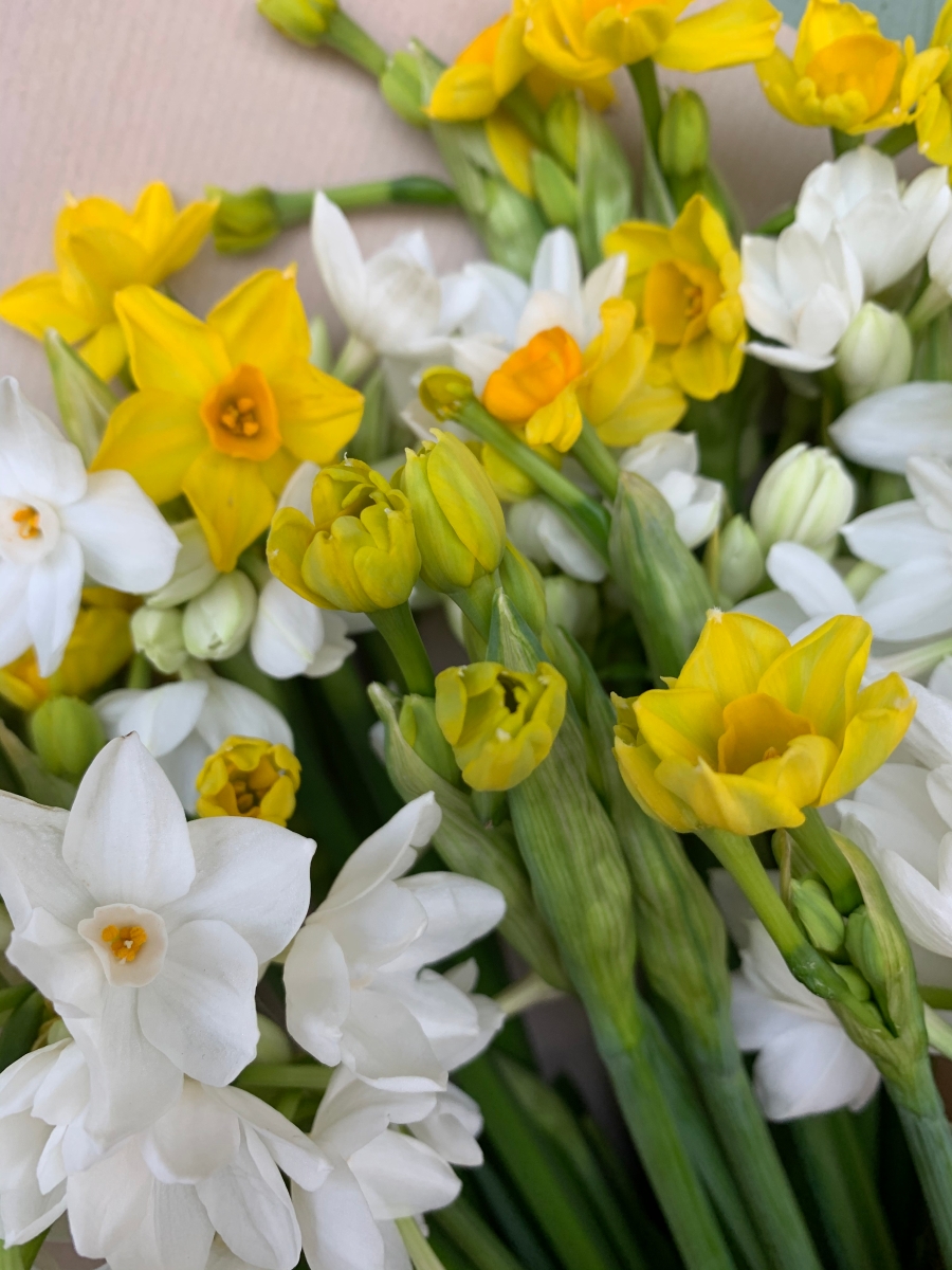 Scented Scilly Isles Narcissi Bunch