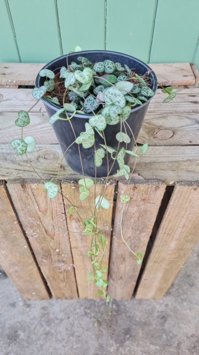 Ceropegia Trailing Hearts Plant In Pot